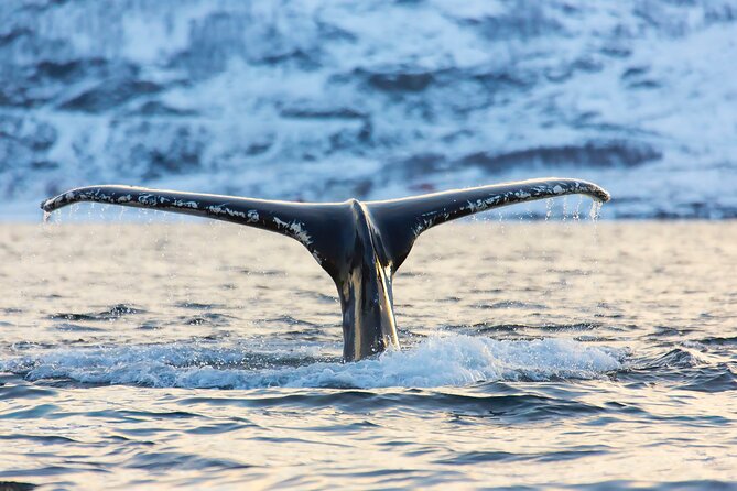 Luxury Whale Watching From Tromso - Small group and local guide - What the local guide adds