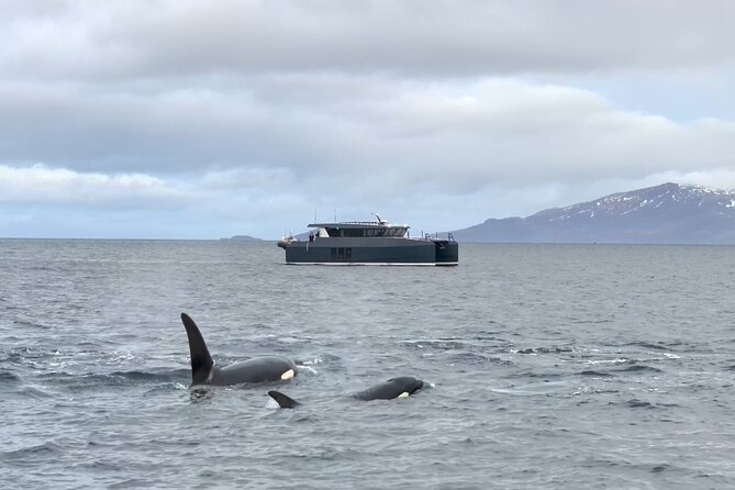 Luxury Whale Watching From Tromso - Small group and local guide - Who should book this Tromsø whale watching trip?