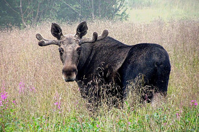 Moose Safari Bodo, Norway, Meet the Largest Land Animal in Europe - The safari in five useful points