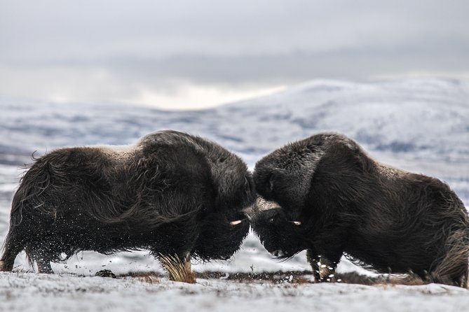Musk ox Safari in Dovrefjell National Park, Oppdal Safari - Key things to know before hiking