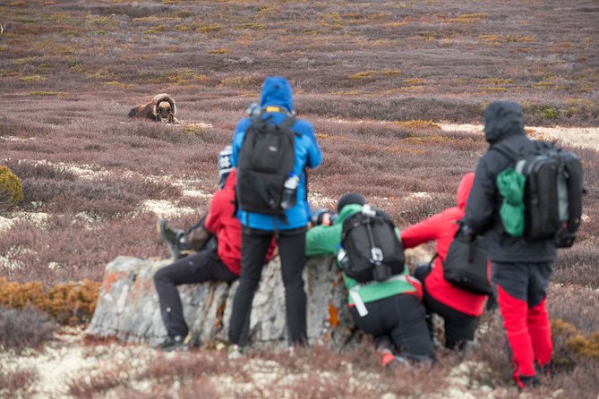 Musk ox Safari in Dovrefjell National Park, Oppdal Safari - Starting at Grønbakken at 9:30 a.m.