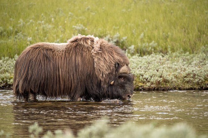 Musk ox Safari in Dovrefjell National Park, Oppdal Safari - Finding the musk ox and keeping a safe distance