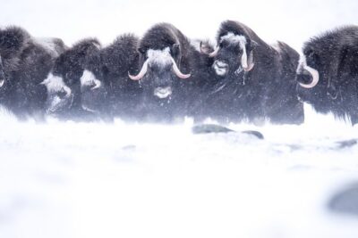 Musk ox Safari in Dovrefjell National Park, Oppdal Safari