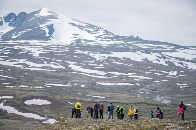 Musk ox Safari in Dovrefjell National Park, Oppdal Safari - What the guides add to the day