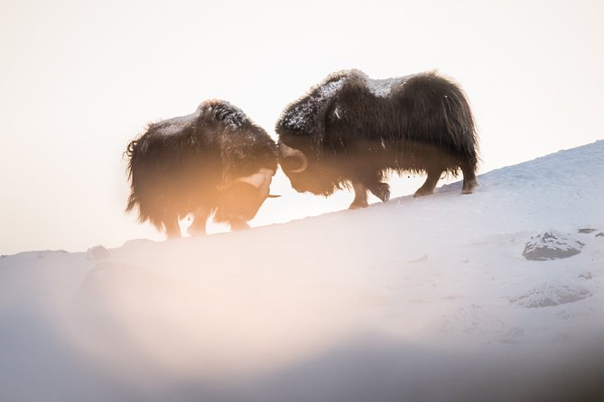Musk ox Safari in Dovrefjell National Park, Oppdal Safari - Reindeer, grouse, plants, and the wider setting