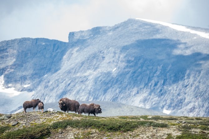 Musk ox Safari in Dovrefjell National Park, Oppdal Safari - Weather, clothing, lunch, and fitness