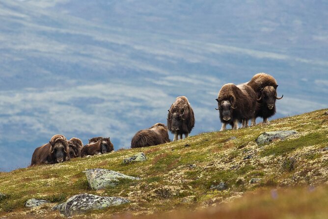 Muskox Safari from Hjerkinn | Dovre & Lesja Aktiv - Key points to know before you book