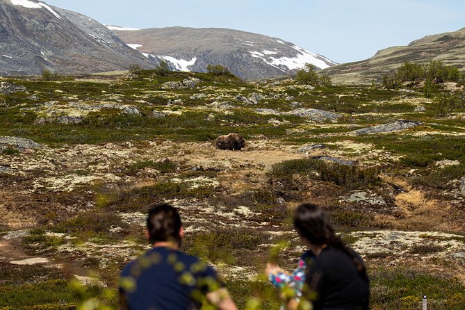 Muskox Safari from Hjerkinn | Dovre & Lesja Aktiv - Five and a half hours with a flexible route