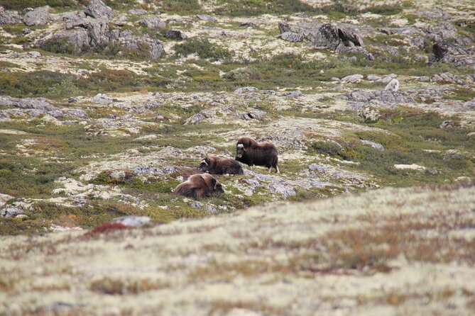 Muskox Safari from Hjerkinn | Dovre & Lesja Aktiv - Weather, clothing, and the mountain day