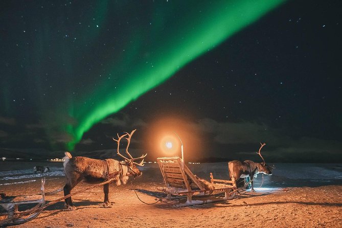 Night Reindeer Sledding with Camp Dinner and Chance of Northern Lights - Leaving Tromsø at 6 p.m.