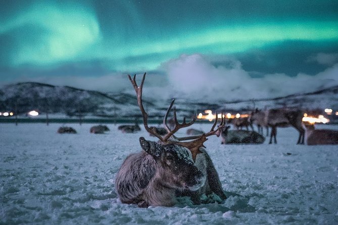 Night Reindeer Sledding with Camp Dinner and Chance of Northern Lights - Dinner inside a candlelit Gamme