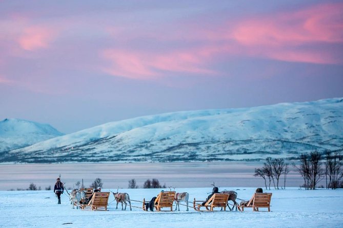 Night Reindeer Sledding with Camp Dinner and Chance of Northern Lights - Is $225.66 a fair price?