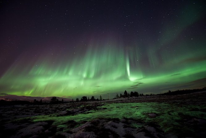 Northern Lights Husky Visit - Five things to know before you book