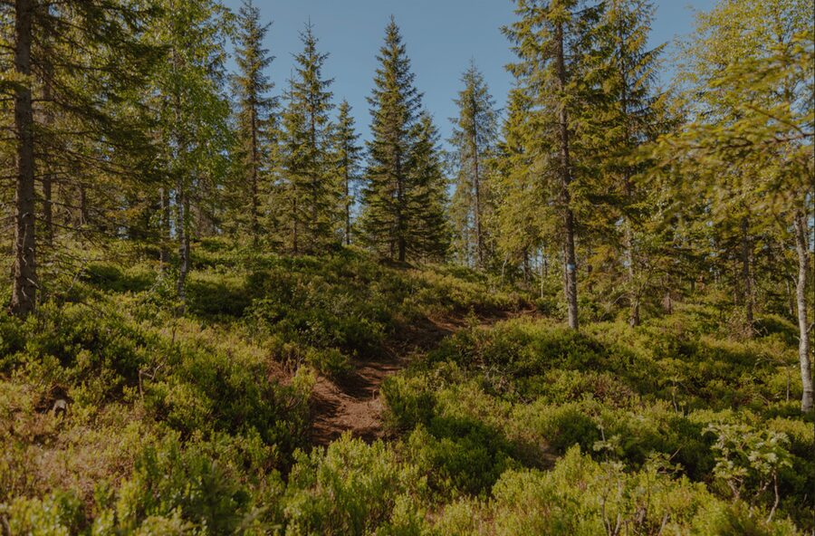 Oslo: Best View of the Oslofjord Hike - The 40-minute Frognerseteren metro ride