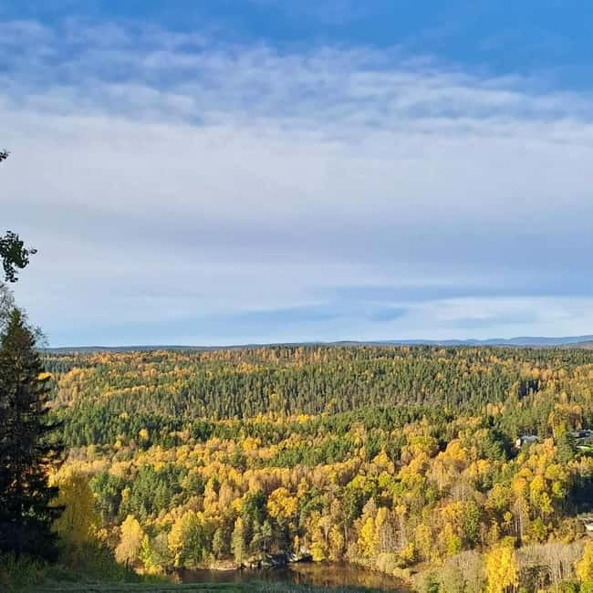 Oslo: Scenic Forest Hike with Dog & Local Guide - Quick Reasons to Consider This Forest Morning
