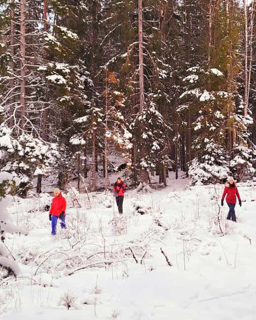 Oslo: Scenic Forest Hike with Dog & Local Guide - The Second Uphill Section and the Loop Back