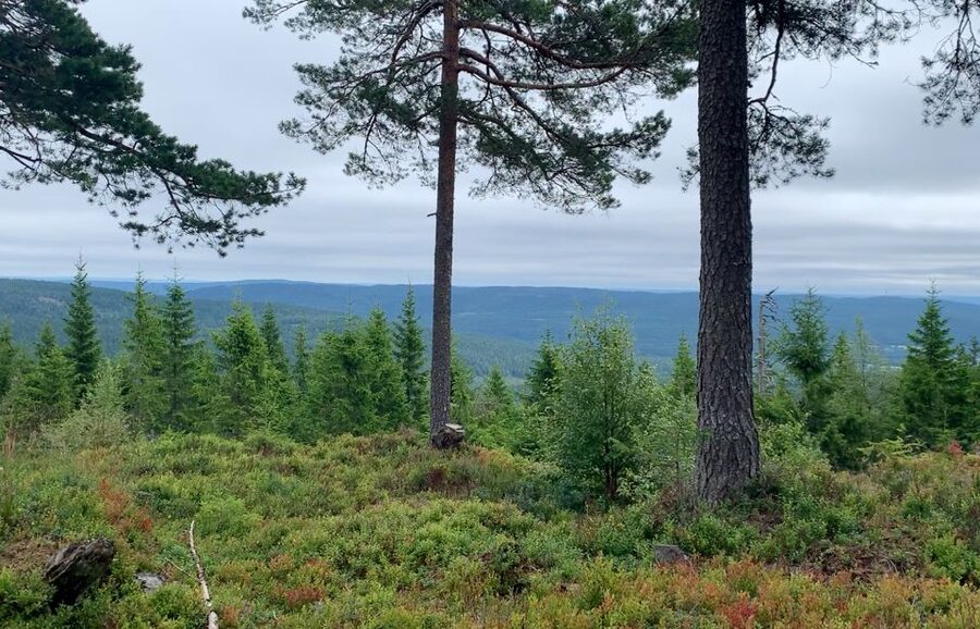 Oslo: Skjennungstoppen Wildlife Forest Hiking Tour - Key details that shape the day