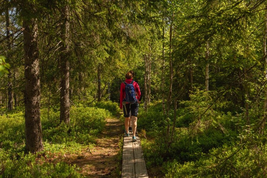 Oslo: Skjennungstoppen Wildlife Forest Hiking Tour - Is $298 a fair price?