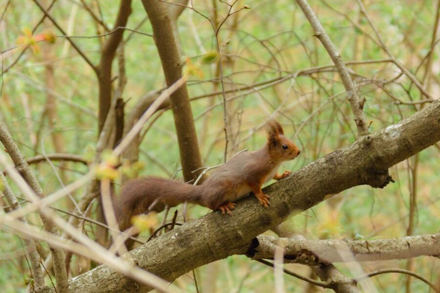 Oslo: Skjennungstoppen Wildlife Forest Hiking Tour - From Backstube Opera to the forest