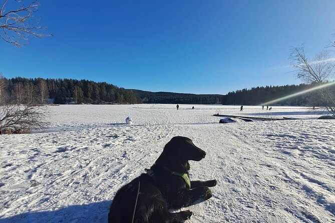 Oslo: Winter wonderland forest hike & campfire with a dog - What the guides and dog add