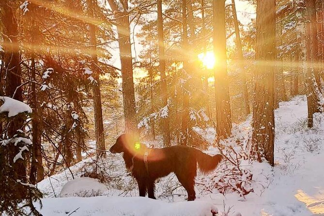 Oslo: Winter wonderland forest hike & campfire with a dog - Kolbotn Station to the forest entrance
