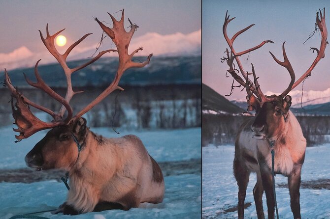 Overnight Stay with Reindeer Sledding & Feeding - Is $484.16 a fair price?