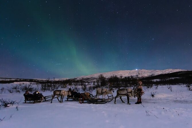 Overnight Stay with Reindeer Sledding & Feeding - Feeding the reindeer and learning safe contact