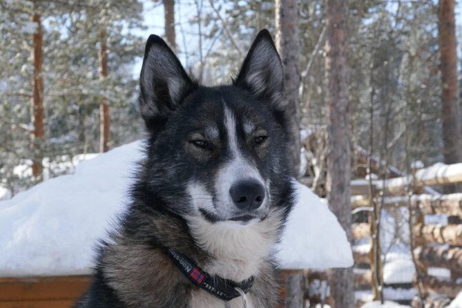Privat sled trip with husky in the alta valley - Key points at a glance