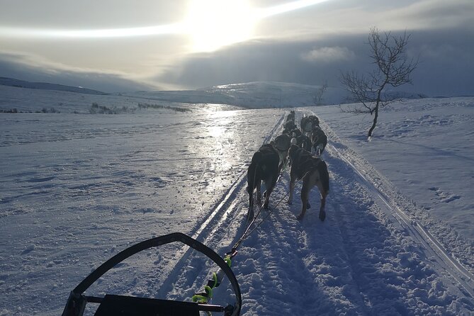 Privat sled trip with husky in the alta valley - Why this Alta husky ride feels personal