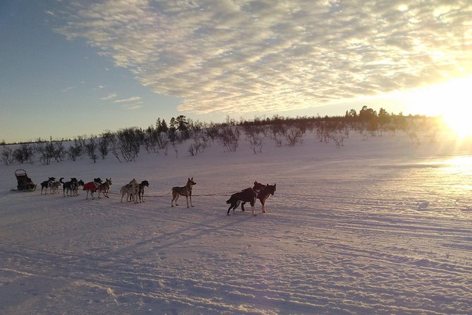 Privat sled trip with husky in the alta valley - Following the Alta River through snowy country