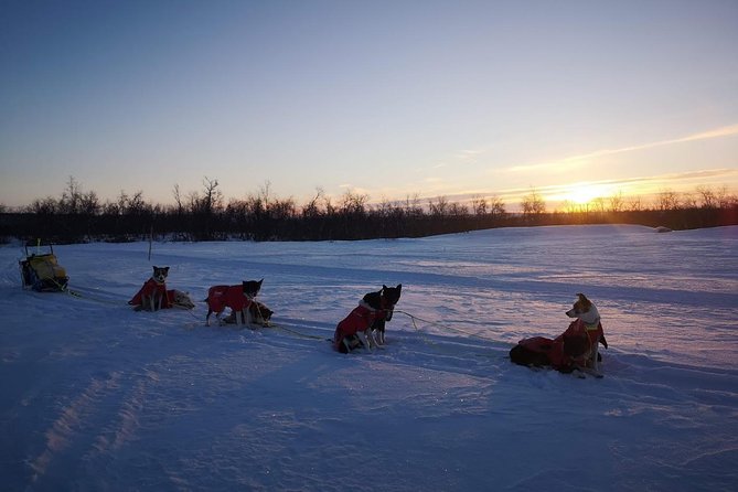 Privat sled trip with husky in the alta valley - After the ride: dogs, drinks, and a kitchen table