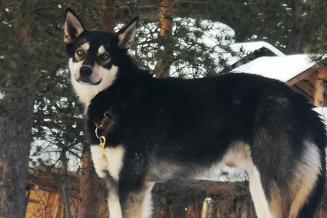 Privat sled trip with husky in the alta valley - What the $345.27 price gets you