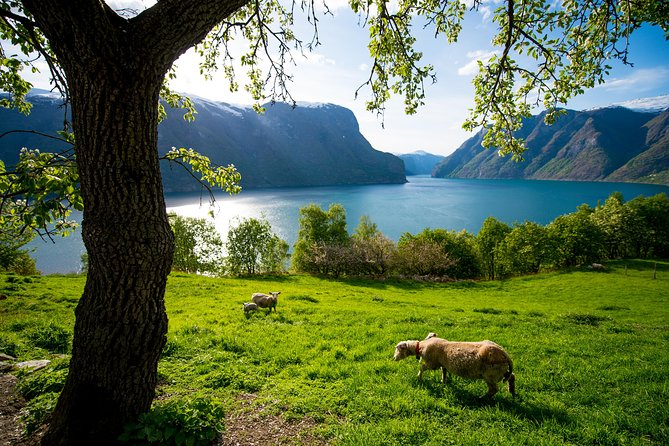 Private tour, Bergen to Oslo - Nærøyfjord Cruise & Flåm Railway - What the guide adds to a private tour