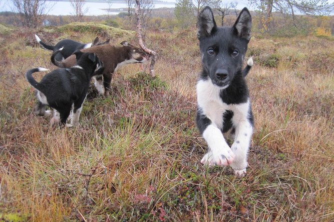 Puppy Training Experience at a Husky Farm in Tromso - Why This Tromsø Husky Visit Feels Different