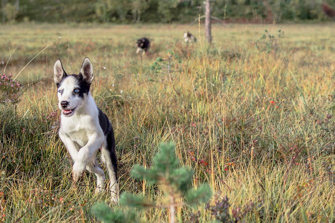 Puppy Training Experience at a Husky Farm in Tromso - Getting Dressed for Mud, Rain, and Excited Dogs