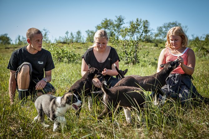 Puppy Training Experience at a Husky Farm in Tromso - Feeding and Meeting the Young Huskies