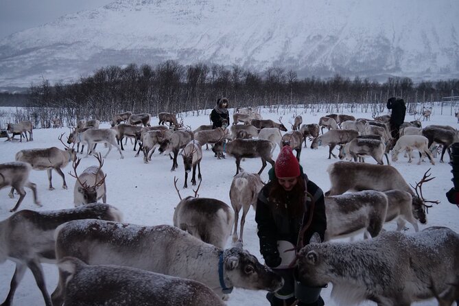 Reindeer Feeding and Sami Culture Afternoon Departure - Key points at a glance