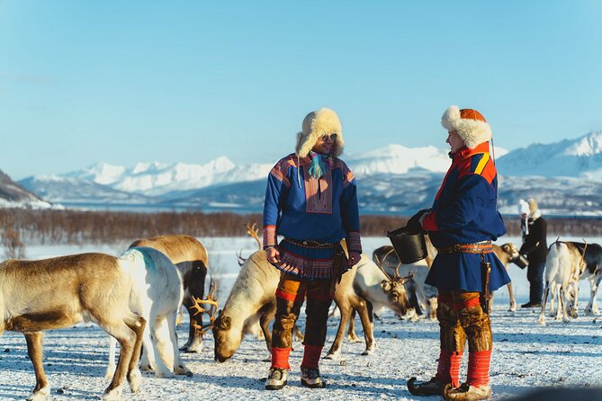 Reindeer Feeding and Sami Culture Afternoon Departure - Meeting the herd at feeding time