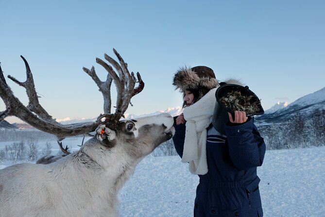 Reindeer Feeding and Sami Culture Afternoon Departure - Sami culture beyond the photo stop
