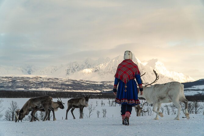 Reindeer Feeding and Sami Culture Afternoon Departure - Inside the lavvu with hot drinks