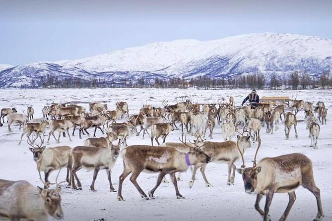 Reindeer Feeding and Sami Culture Including Lunch from Tromso - Quick facts about the Tromsø Arctic Reindeer visit