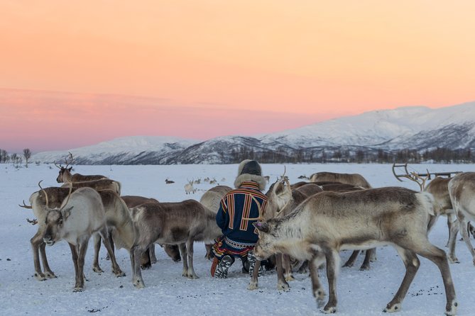 Reindeer Feeding and Sami Culture Including Lunch from Tromso - Feeding 300 reindeer by hand