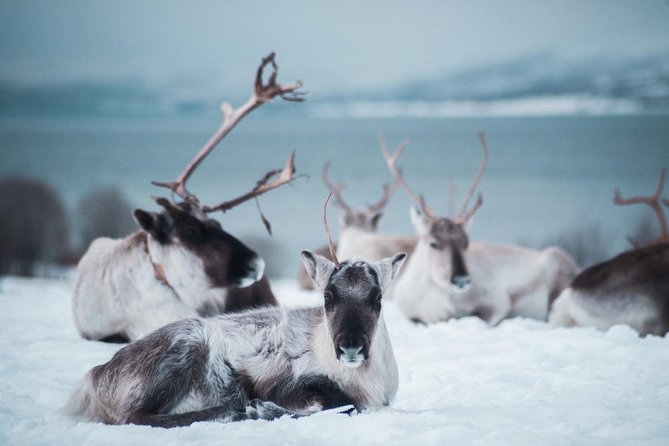 Reindeer Feeding and Sami Culture Including Lunch from Tromso - Inside the lavvu with fire, soup, and Sami stories