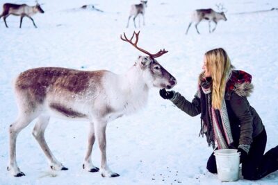 Reindeer Feeding and Sami Culture Including Lunch from Tromso