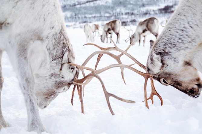 Reindeer Feeding and Sami Culture Including Lunch from Tromso - Bidos lunch and the question of value