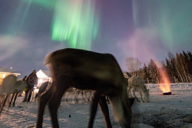 Reindeer Feeding and Sledding, Sami Storytelling Night Tour - A six-hour evening from Tromsø