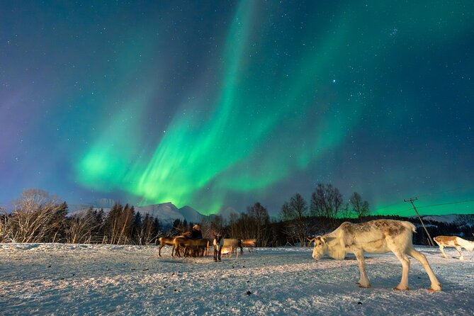 Reindeer Feeding and Sledding, Sami Storytelling Night Tour - The road through Lavangsdalen