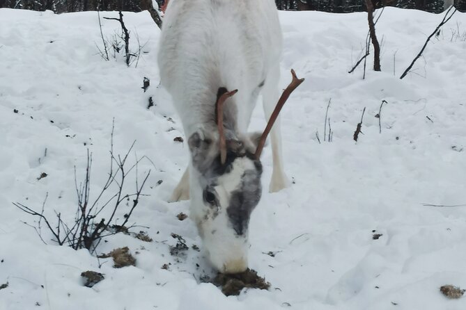 REINDEER FEEDING - Join us for a unique moment with our reindeer - Key points to know before you book