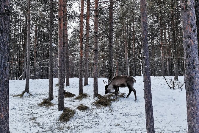 REINDEER FEEDING - Join us for a unique moment with our reindeer - Arriving at Áldu in Arctic Finnmark