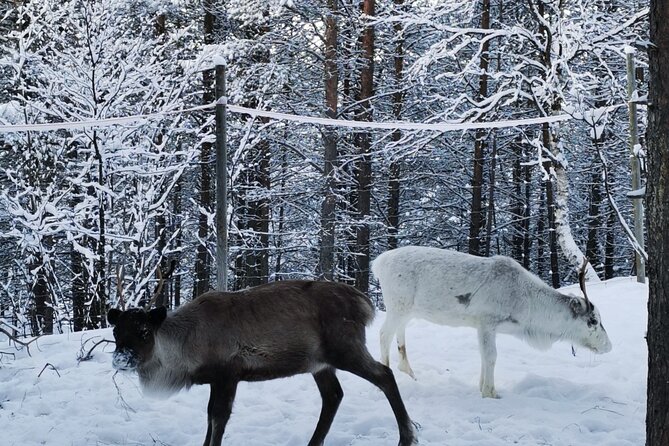 REINDEER FEEDING - Join us for a unique moment with our reindeer - A small-group visit with time to ask questions